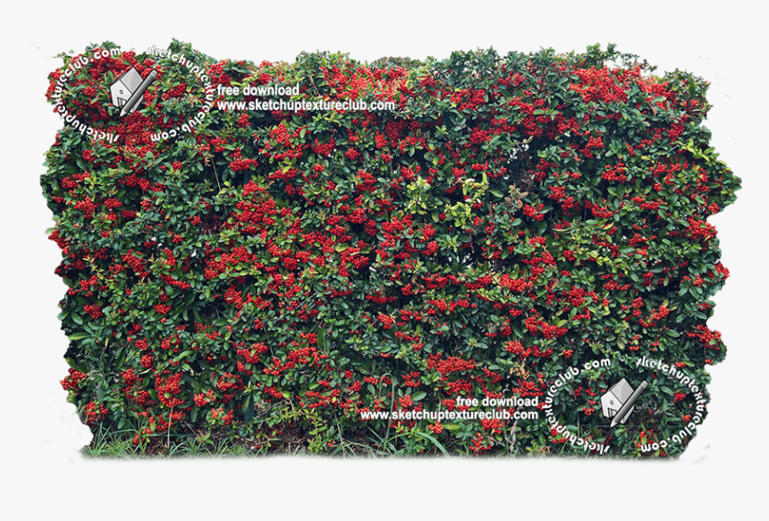 18708 Cut-out Autumnal Hedge Texture - Rosa Wichuraiana, HD Png Download