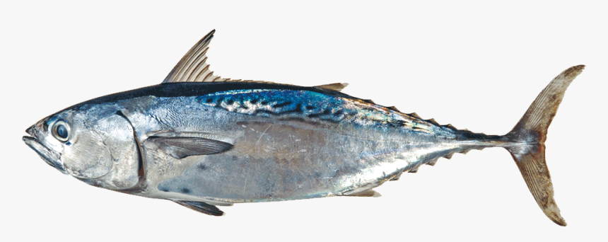 Euthynnus Alletteratus Cabana Pintada - Pescado Cabaña En Venezuela, HD Png Download