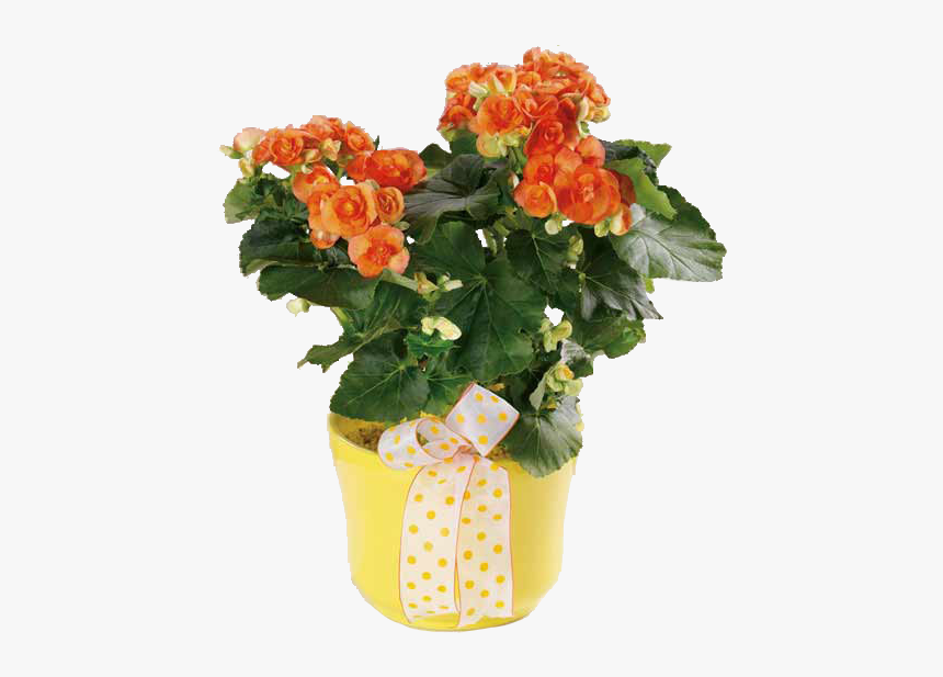 Flowers Power, HD Png Download