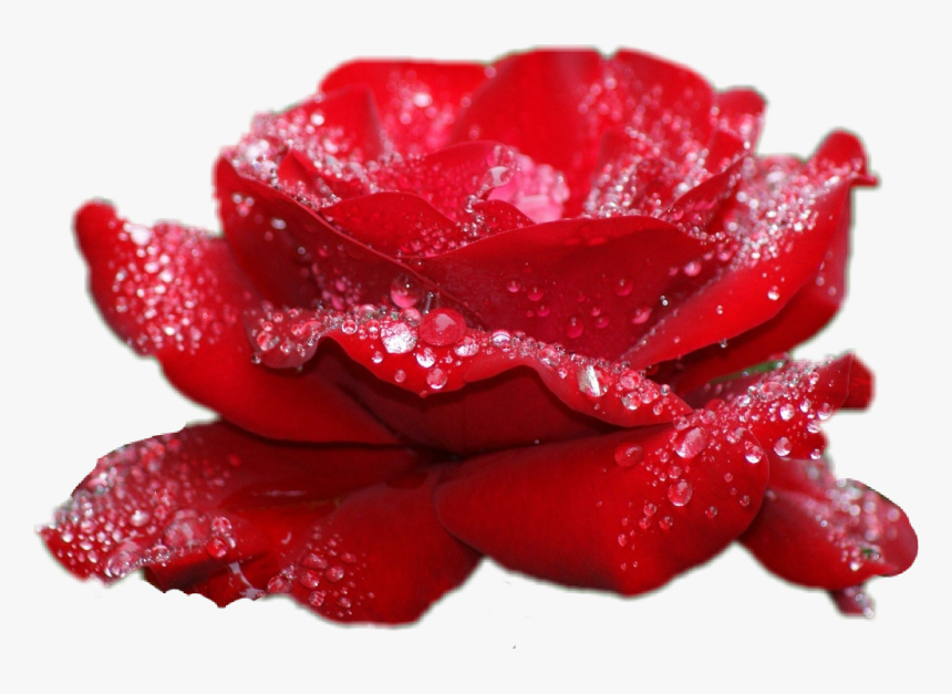 New Rose Image Download, HD Png Download