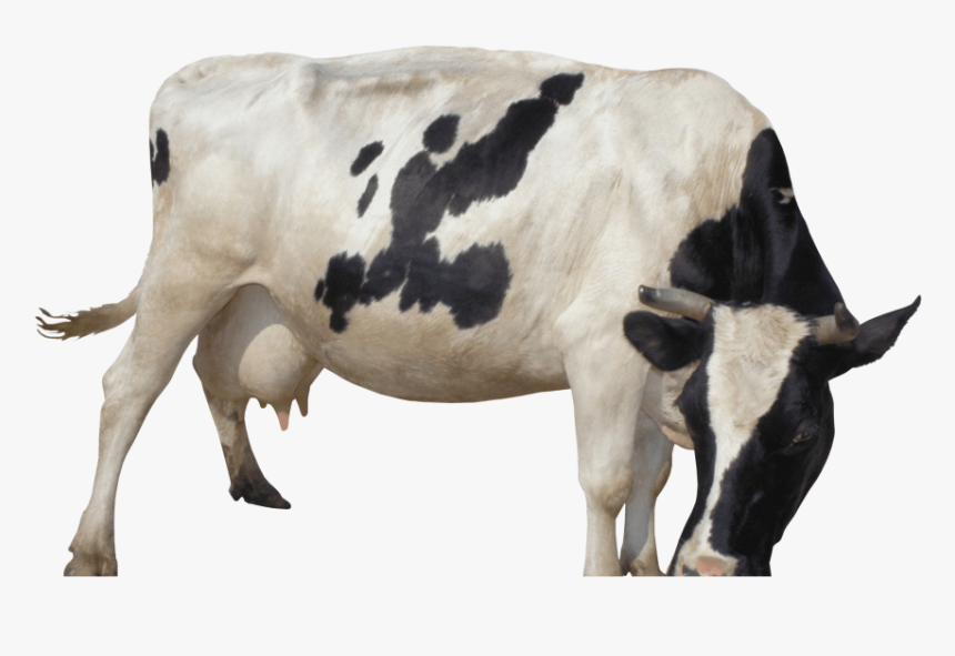 Mobile Cow Milking Machine, HD Png Download