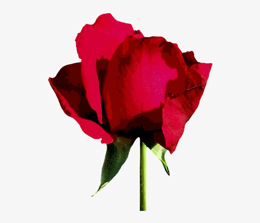 Floribunda, HD Png Download