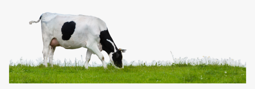 Cow Png - Indian Cow Grazing Png, Transparent Png