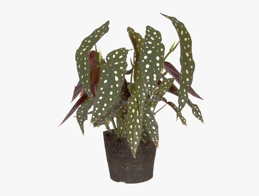 Polka Dot Begonia - Begonia Maculata, HD Png Download