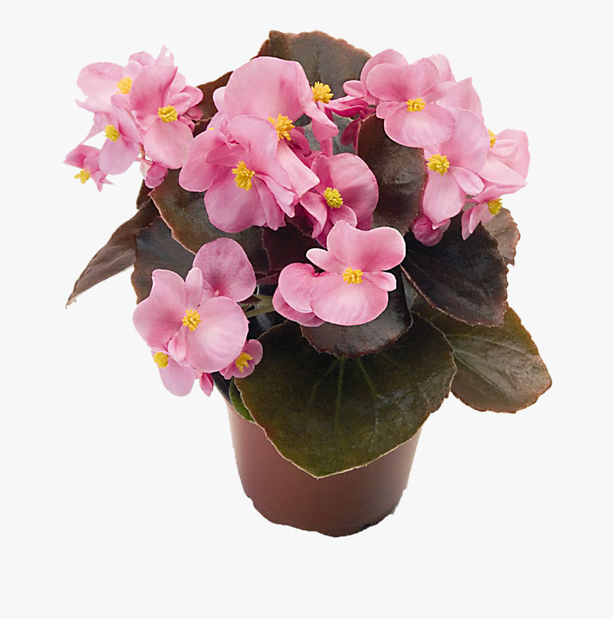 Images Aljanh - Begonya Çiçeği, HD Png Download