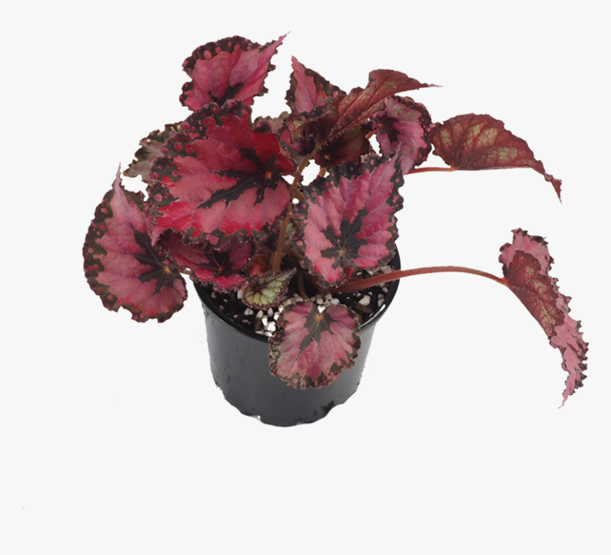 Flowerpot, HD Png Download