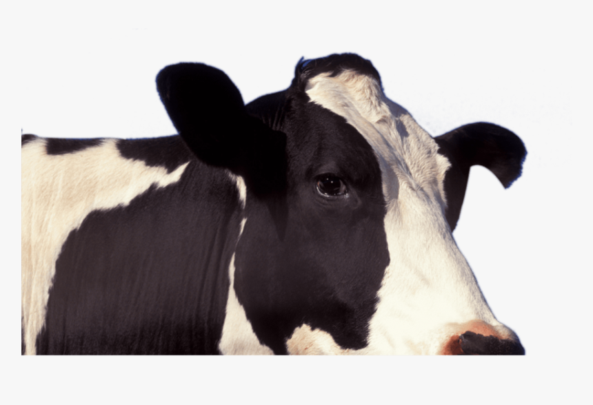 Cow Png, Transparent Png