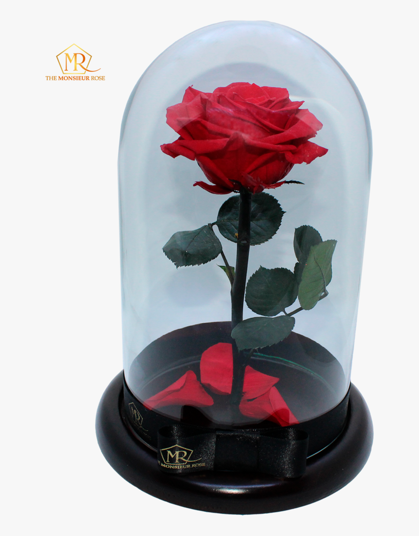 Garden Roses, HD Png Download