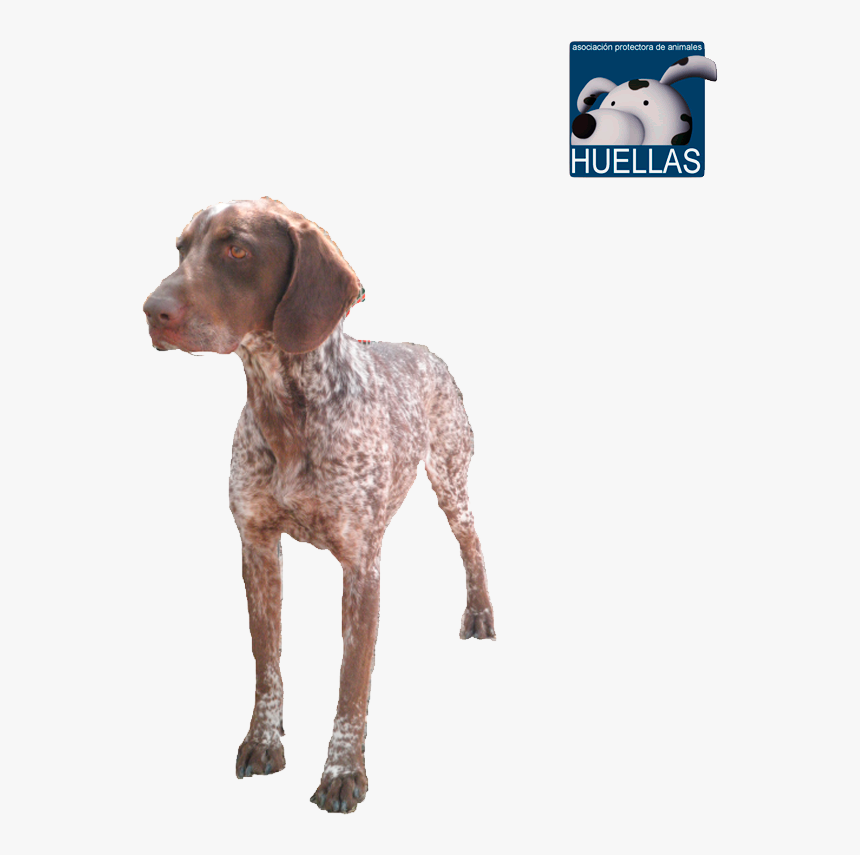 Transparent Huellas Png - Braque Francais, Png Download