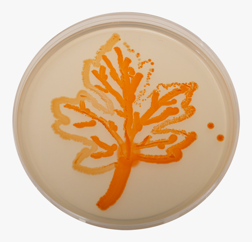 Maple Leaf, HD Png Download