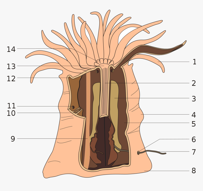 Sea Anemone Anatomy, HD Png Download