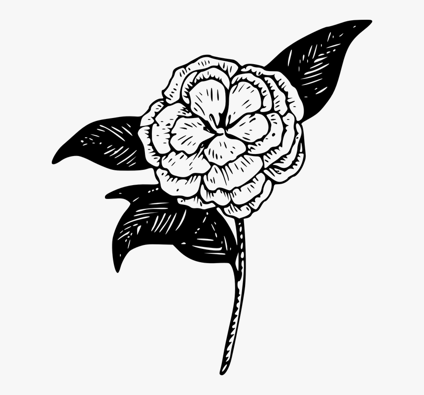 Camellia Clipart, HD Png Download