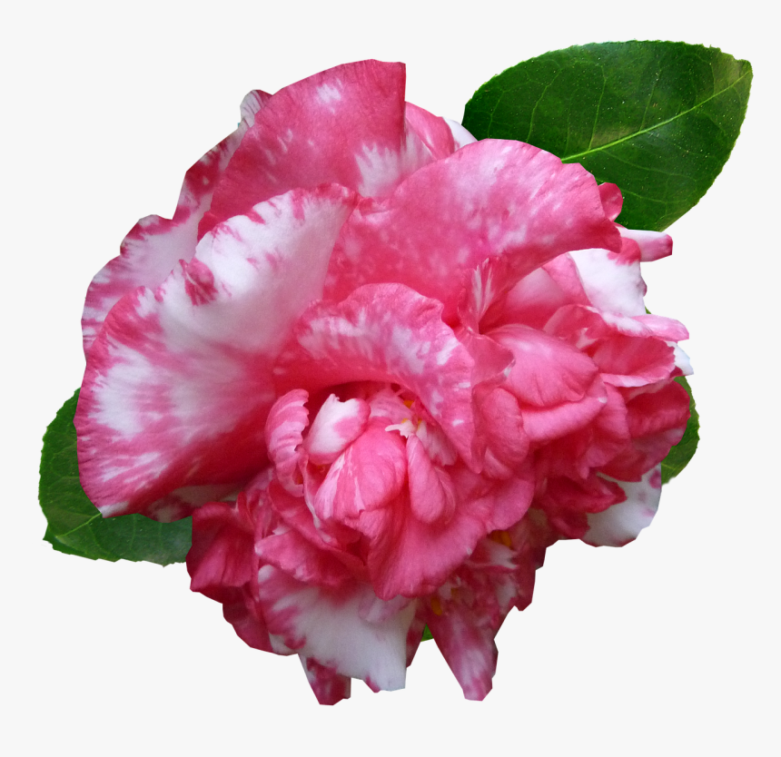 Flower Camellia Pink Free Photo - Carnation, HD Png Download