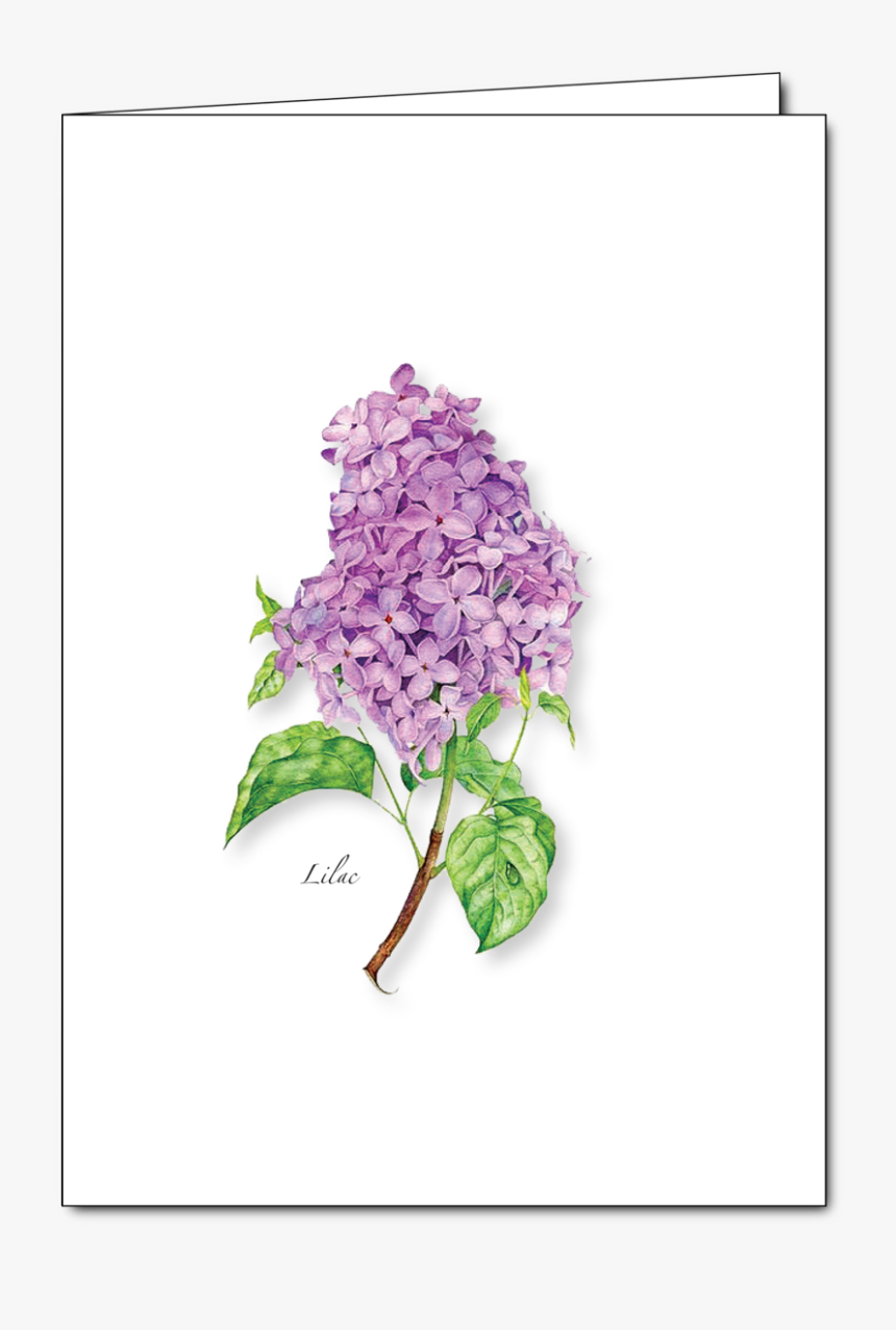 Hydrangea, HD Png Download