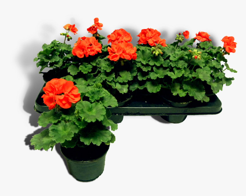 5cm Productfoto Rood Shadow - Begonia, HD Png Download
