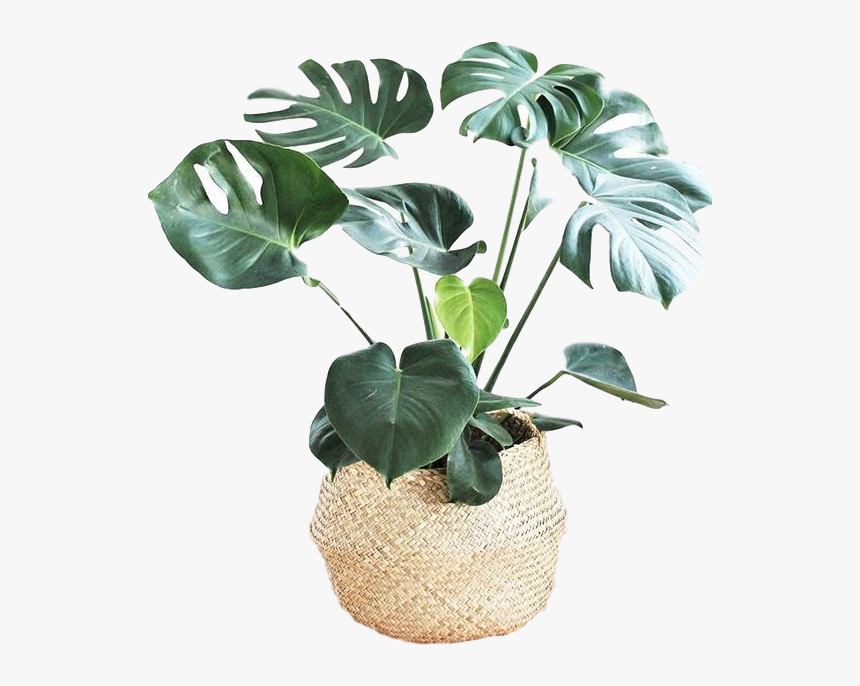 Clipped Rev 1 - Costela De Adão Planta, HD Png Download