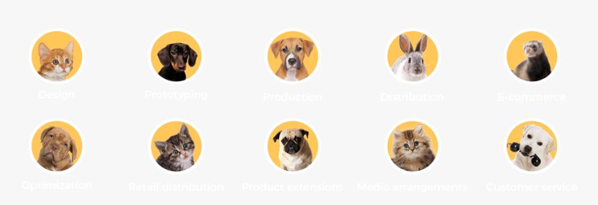 Pet Stars - Companion Dog, HD Png Download