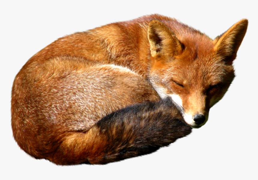 Fox Png - Red Fox, Transparent Png