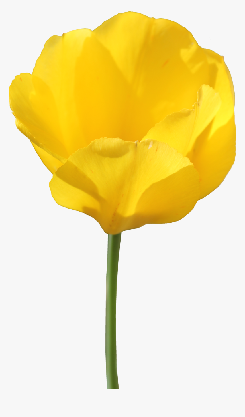 Yellow Tulip - Yellow Tulips Transparent Background, HD Png Download