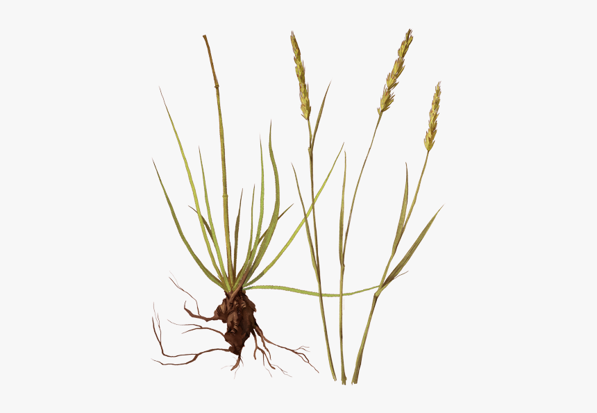 Grass, HD Png Download