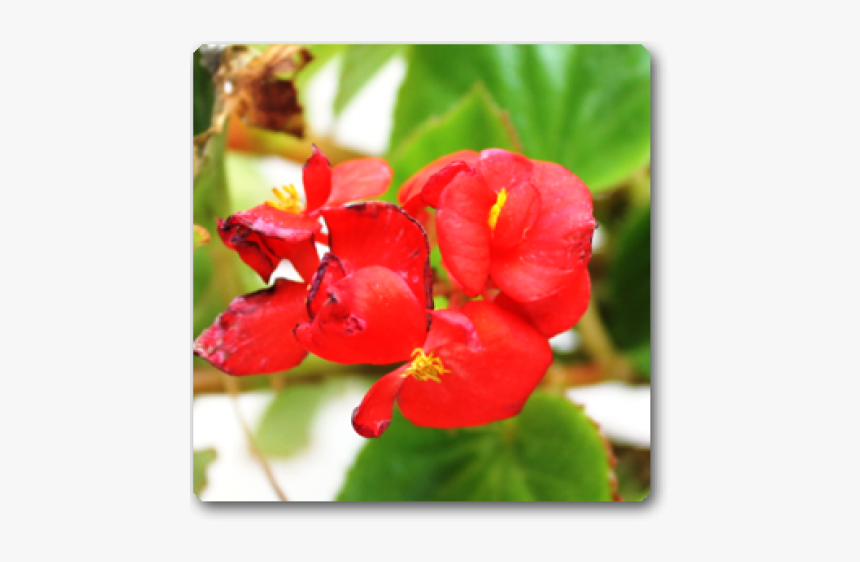 Impatiens, HD Png Download
