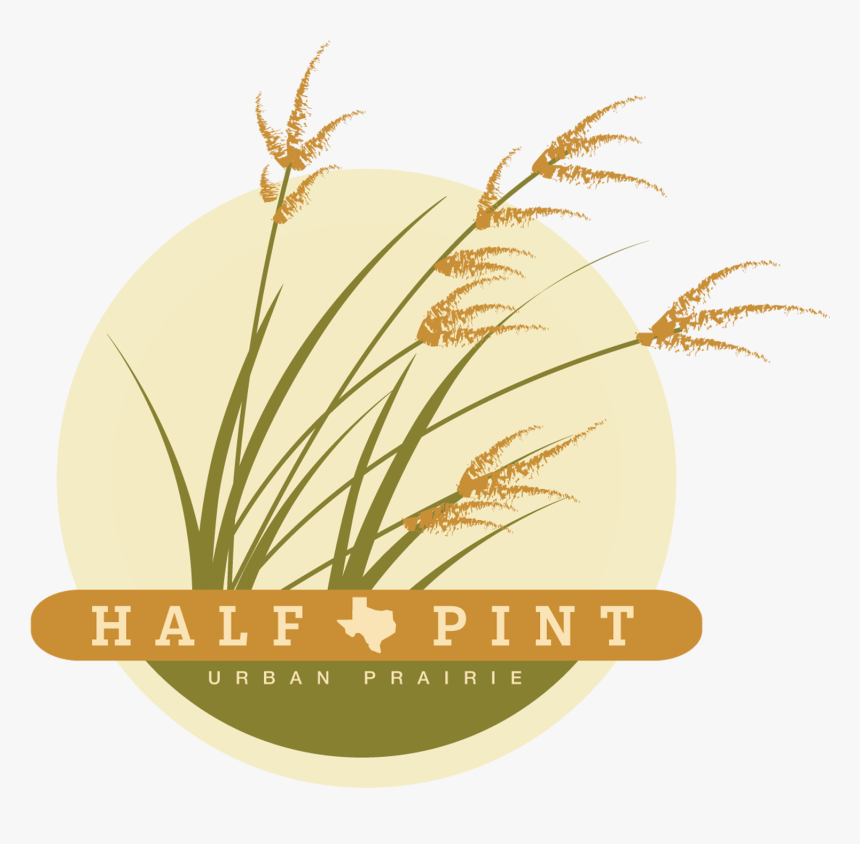 Phragmites, HD Png Download