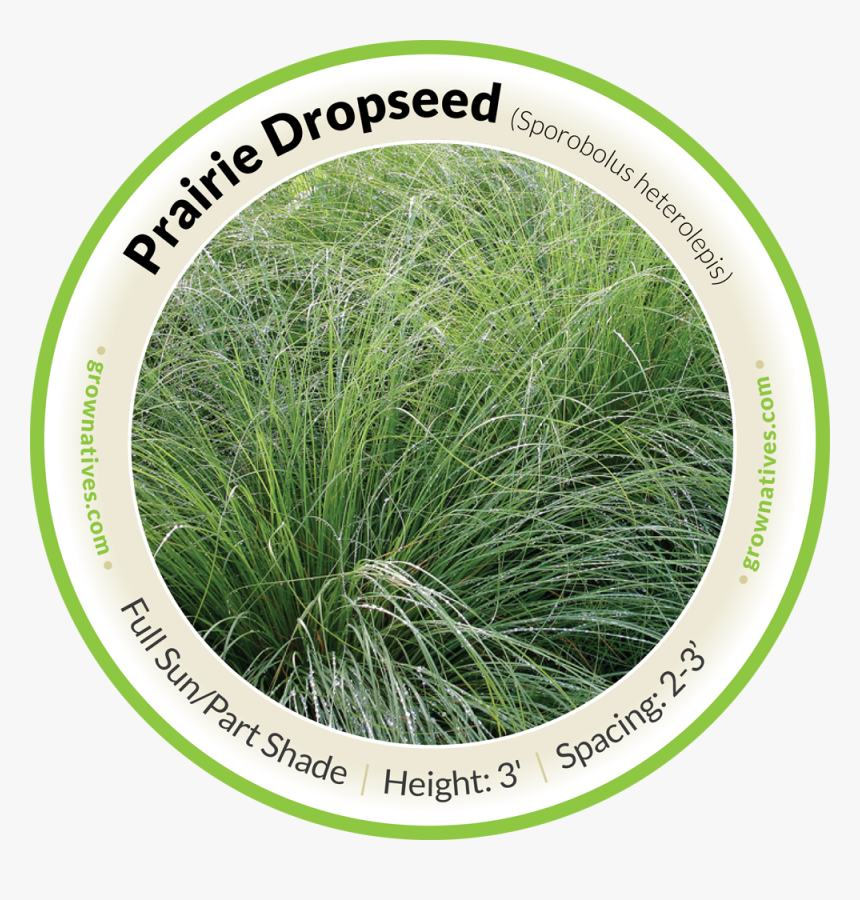 Praire Dropseed - Hierochloe, HD Png Download