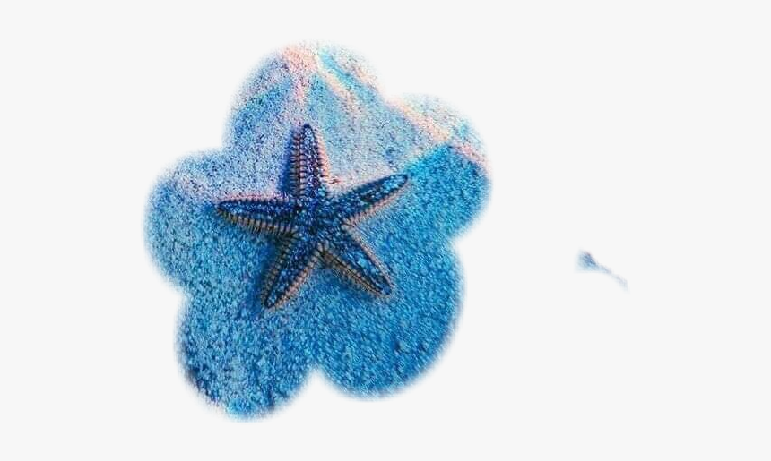 #estrella De Mar - Starfish, HD Png Download