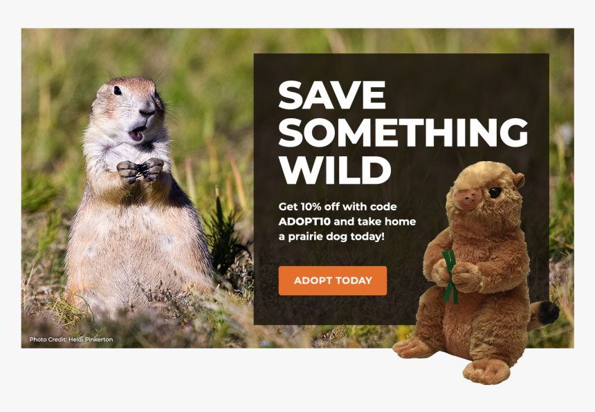Adopt A Prairie Dog - Punxsutawney Phil, HD Png Download