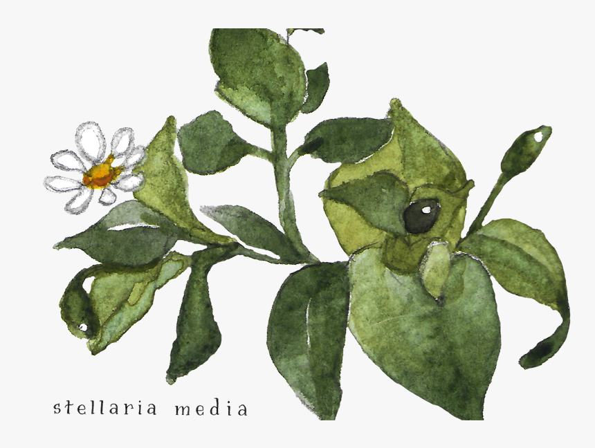 Evergreen Rose, HD Png Download