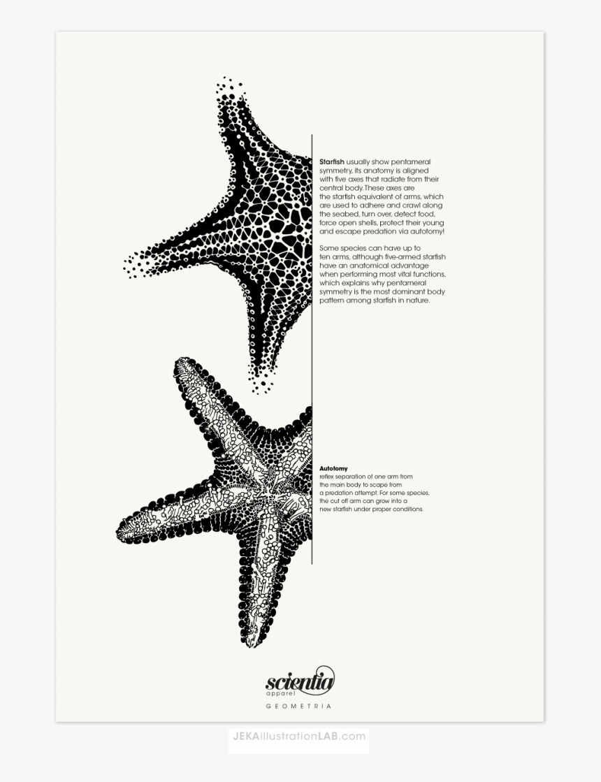 Estrella De Mar Ilustracion Cientifica, HD Png Download