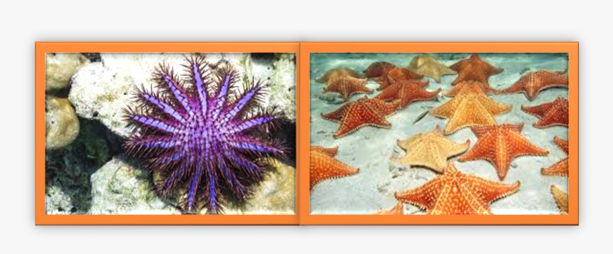 Imagen1 - Star Fish, HD Png Download