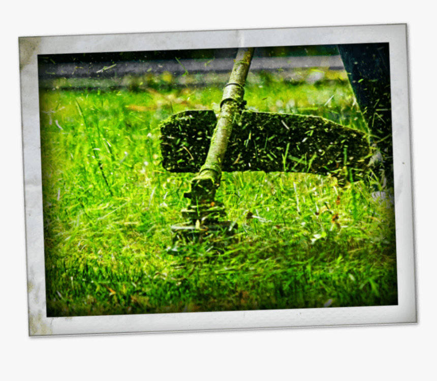 Grass, HD Png Download