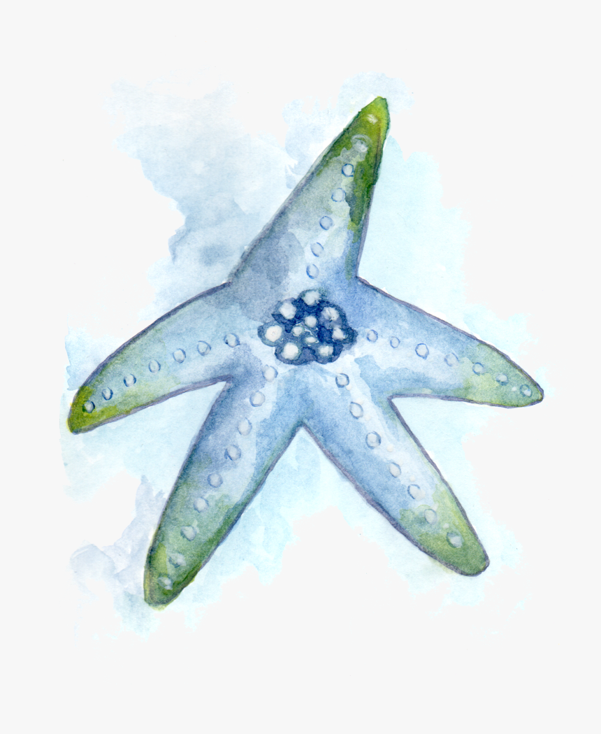 Starfish, HD Png Download