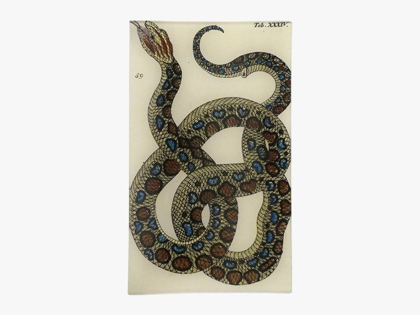 Serpent, HD Png Download