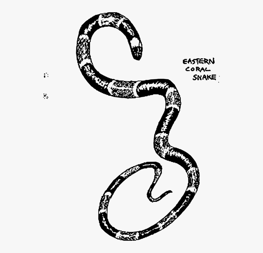 Transparent Boa Constrictor Png - Eastern Coral Snake Drawing, Png Download