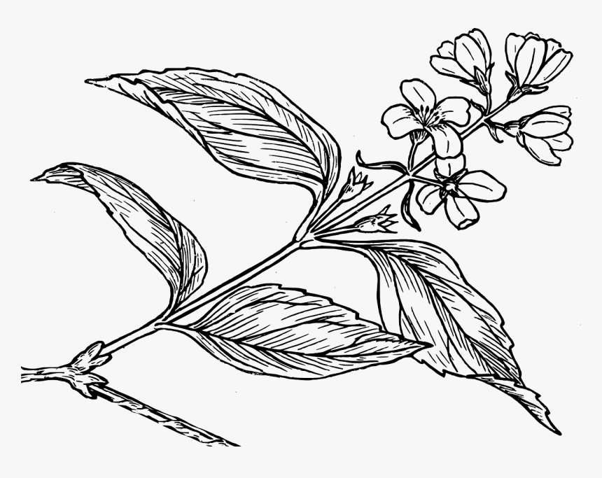 Syringa Black And White, HD Png Download