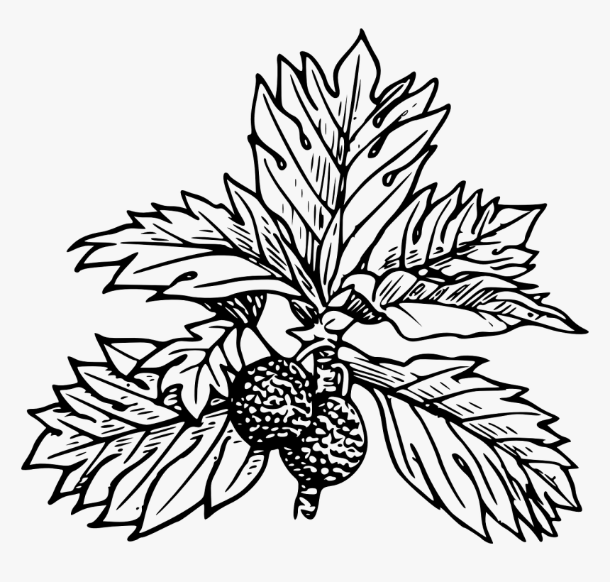 Transparent Leaves Drawing Png - Draw A Breadfruit Tree, Png Download