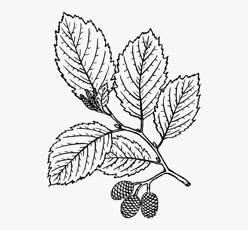 Red Alder Leaf Drawing , Transparent Cartoons - Red Alder Leaf Drawing, HD Png Download