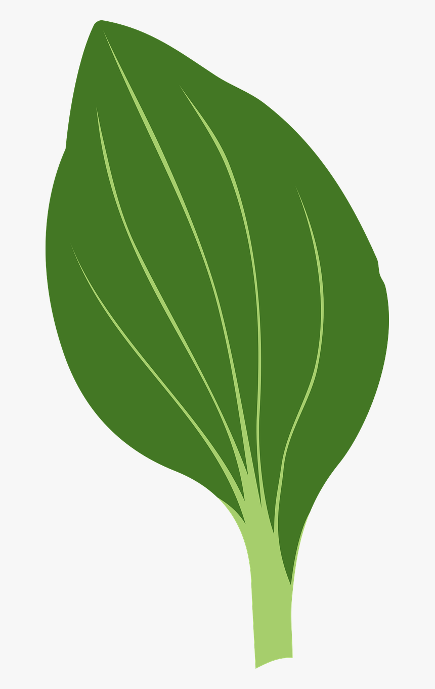 How To Draw A - Tree Leaf Drawing Png, Transparent Png