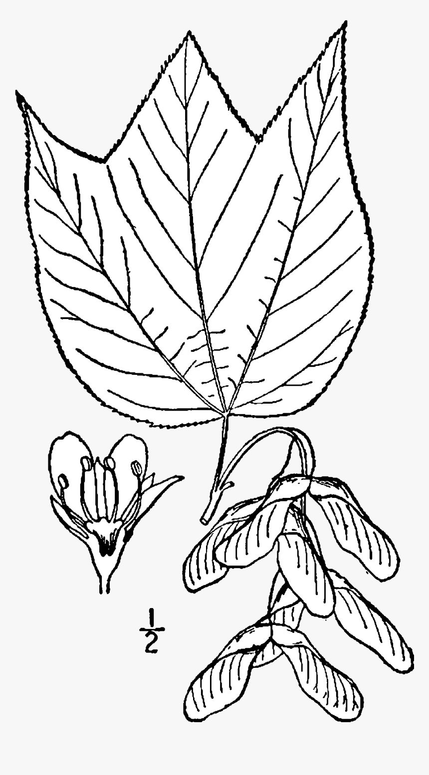 Acer Pensylvanicum Drawing, HD Png Download