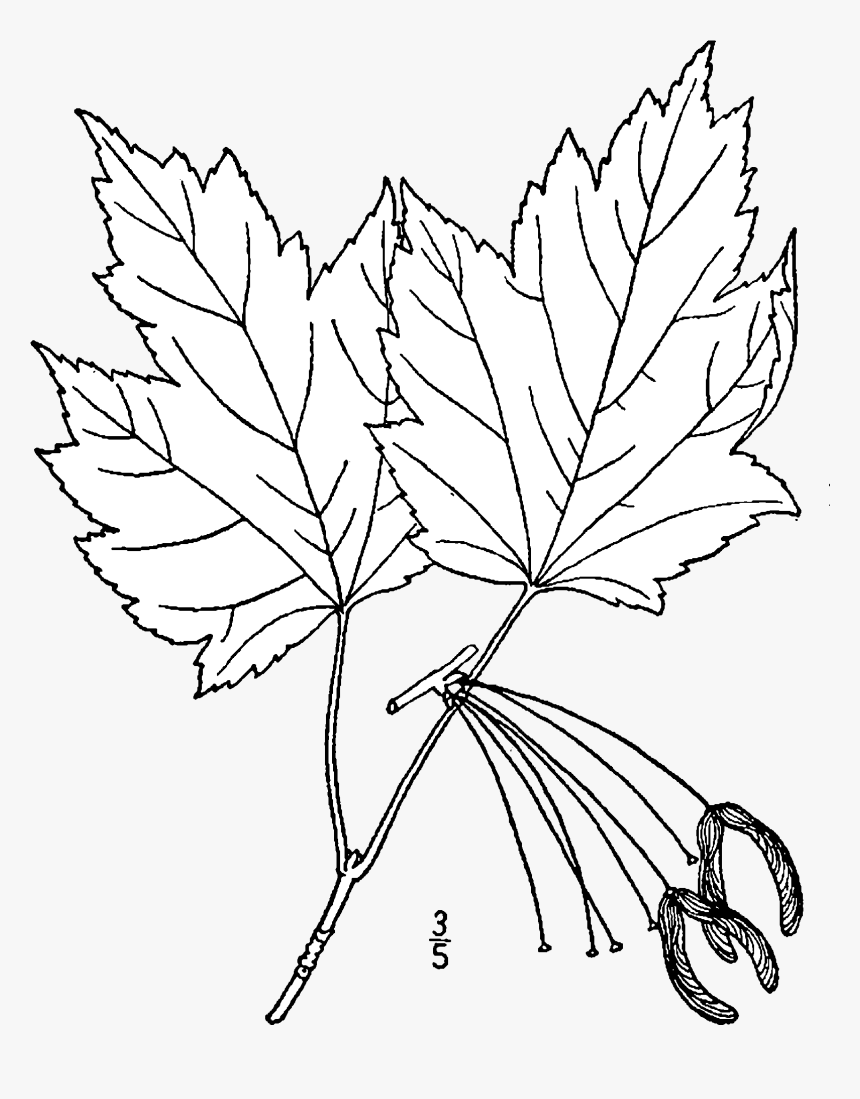 Acer Rubrum Rubrum Drawing - Plantae Drawing, HD Png Download
