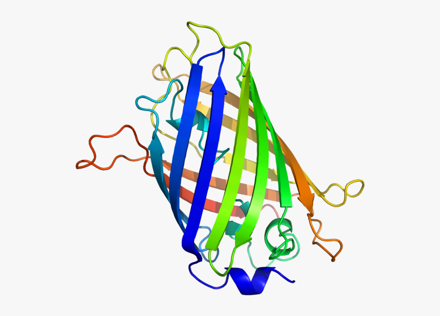 Egfp Protein, HD Png Download