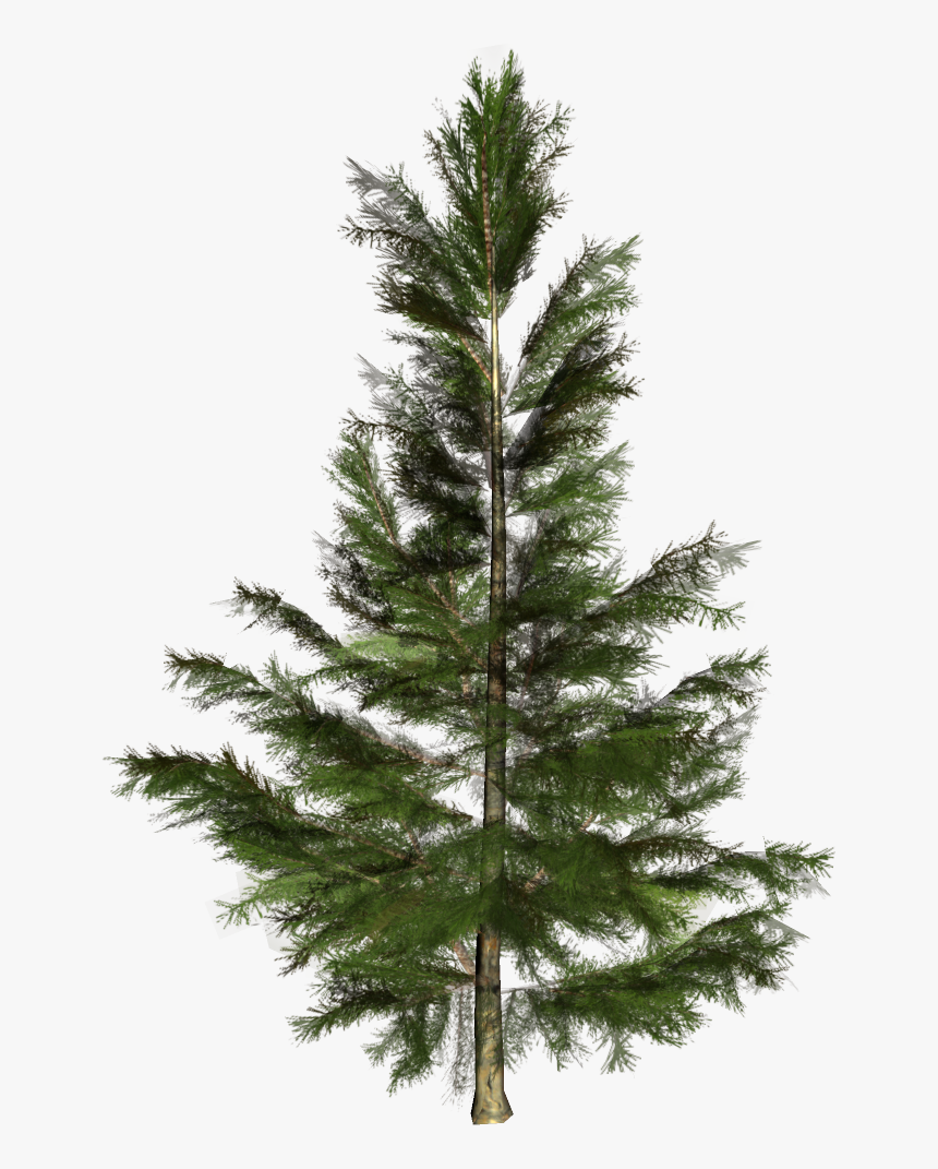 Spruce Christmas Tree Conifers Nordmann Fir - Pino De Conifera Png, Transparent Png