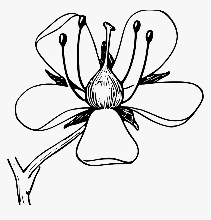 Black And White Clip Art Flower Diagram, HD Png Download