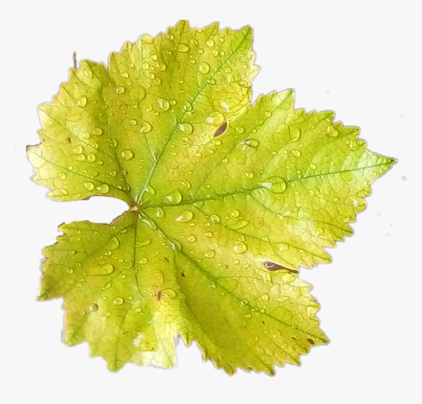 #freetoedit #sticker #hoja #green #planet #ola #planet - Vitis, HD Png Download