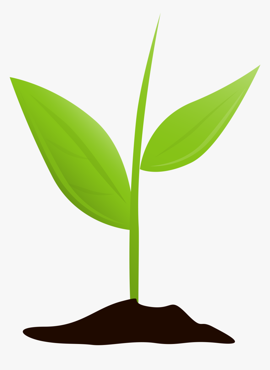 Growing Plant With No Background, HD Png Download