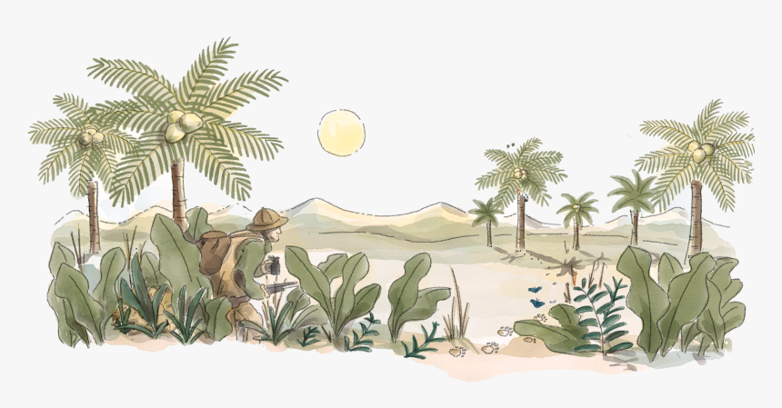 Evil Tree Png -wrongly Used Humour Can Be An Evil Weapon - Attalea Speciosa, Transparent Png