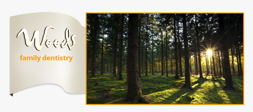 Renewable Resource Images Trees, HD Png Download