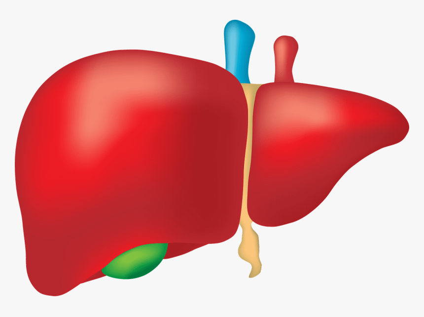 Free Image On Pixabay - Largest Internal Organ Of Human Body, HD Png Download